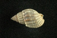 藏品(織紋螺)的圖片